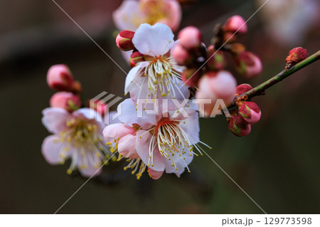 春を告げる花　ウメ 129773598