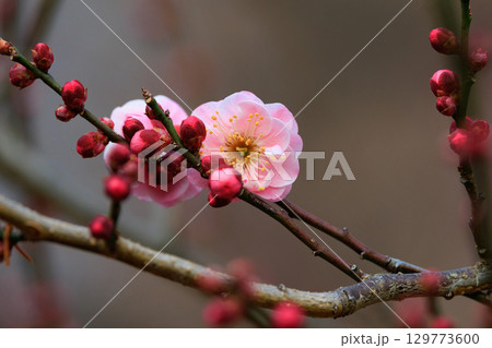 春を告げる花　ウメ 129773600
