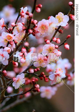 春を告げる花　ウメ 129773602