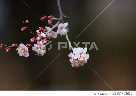 春を告げる花　ウメ 129773603