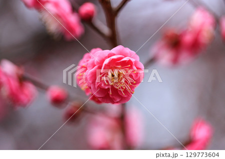 春を告げる花　ウメ 129773604