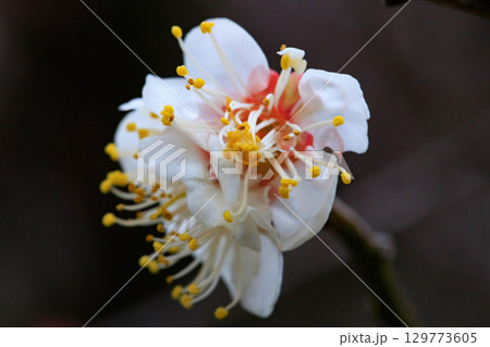 春を告げる花　ウメ 129773605