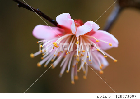 春を告げる花　ウメ 129773607