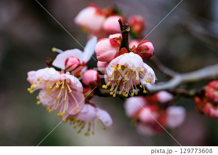 春を告げる花　ウメ 129773608