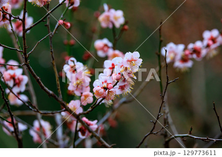 春を告げる花　ウメ 129773611