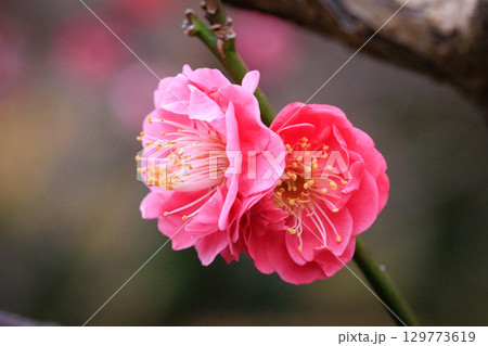 春を告げる花　ウメ 129773619