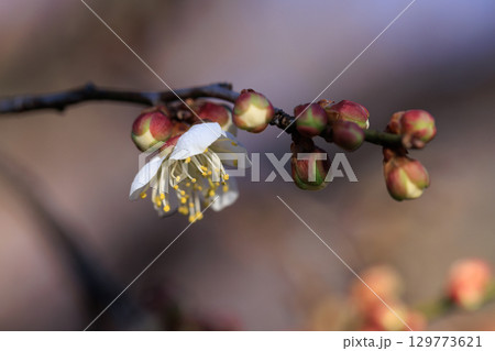 春を告げる花 ウメ 春を告げる花 ウメ 129773621