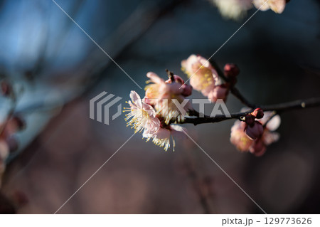春を告げる花 ウメ 春を告げる花 ウメ 129773626
