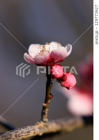 春を告げる花　ウメ 129773627