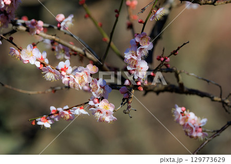 春を告げる花 ウメ 春を告げる花 ウメ 129773629