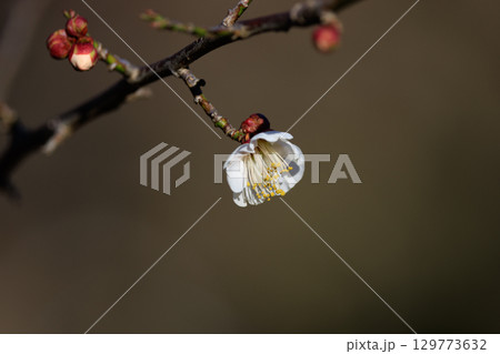春を告げる花 ウメ 春を告げる花 ウメ 129773632