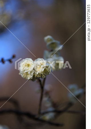 春を告げる花　ウメ 129773635