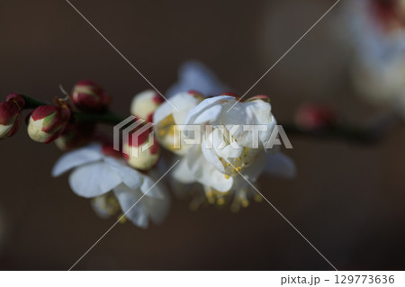 春を告げる花　ウメ 129773636