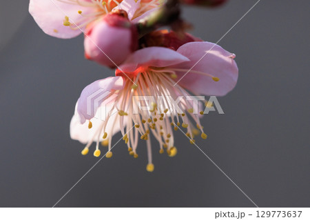 春を告げる花 ウメ 春を告げる花 ウメ 129773637