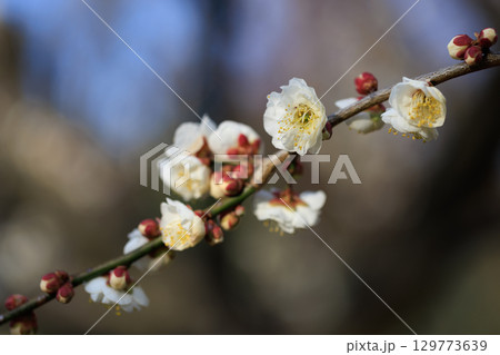 春を告げる花　ウメ 129773639