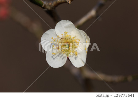 春を告げる花　ウメ 129773641
