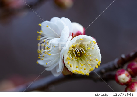 春を告げる花 ウメ 春を告げる花 ウメ 129773642