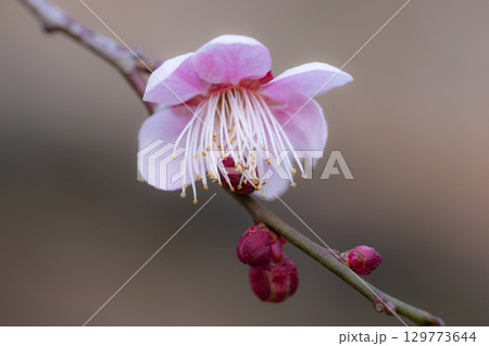 春を告げる花　ウメ 129773644