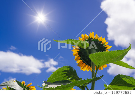 太陽に向かうひまわり 太陽に向かうひまわり 129773683