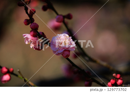 春を告げる花　ウメ 129773702