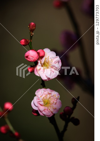 春を告げる花　ウメ 129773703