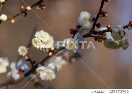 春を告げる花　ウメ 129773706