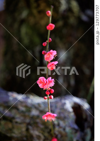 春を告げる花　ウメ 129773707