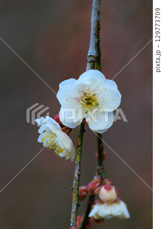 春を告げる花 ウメ 春を告げる花 ウメ 129773709