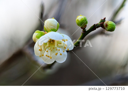 春を告げる花 ウメ 春を告げる花 ウメ 129773710