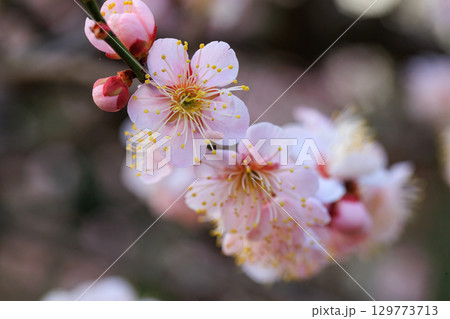 春を告げる花　ウメ 129773713