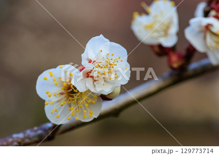 春を告げる花　ウメ 129773714