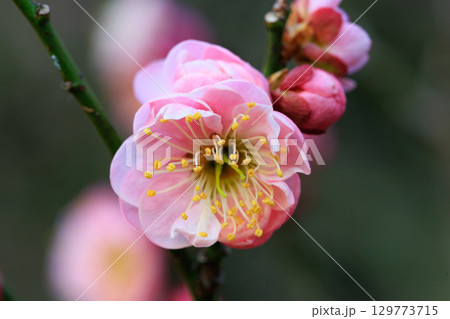 春を告げる花 ウメ 春を告げる花 ウメ 129773715