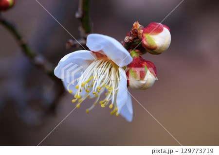 春を告げる花　ウメ 129773719