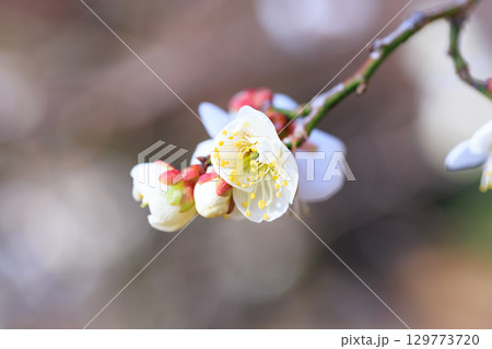 春を告げる花　ウメ 129773720