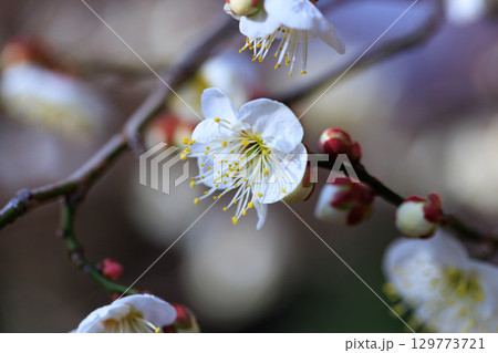 春を告げる花 ウメ 春を告げる花 ウメ 129773721