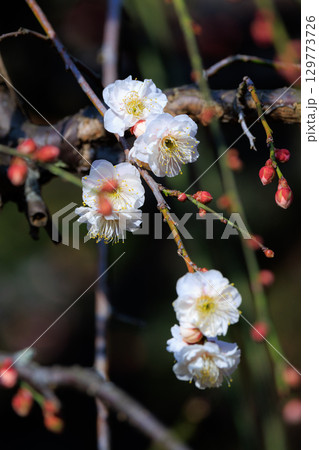 春を告げる花　ウメ 129773726