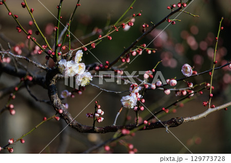 春を告げる花 ウメ 春を告げる花 ウメ 129773728