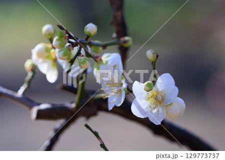 春を告げる花 ウメ 春を告げる花 ウメ 129773737
