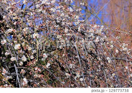 春を告げる花　ウメ 129773738