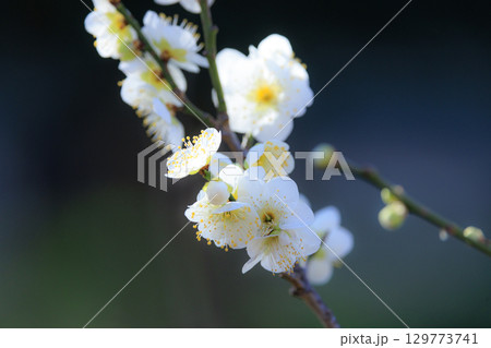 春を告げる花　ウメ 129773741