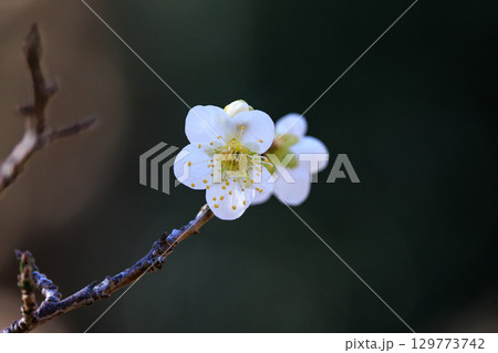 春を告げる花　ウメ 129773742