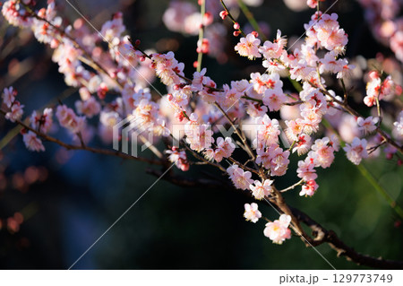 春を告げる花　ウメ 129773749