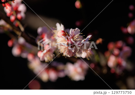 春を告げる花 ウメ 春を告げる花 ウメ 129773750