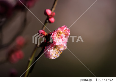 春を告げる花 ウメ 春を告げる花 ウメ 129773752