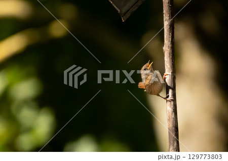 Eurasian wren, Troglodytes troglodytes. A very small bird Eurasian wren, Troglodytes troglodytes. A very small bird 129773803
