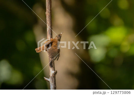 Eurasian wren, Troglodytes troglodytes. A very small bird Eurasian wren, Troglodytes troglodytes. A very small bird 129773806