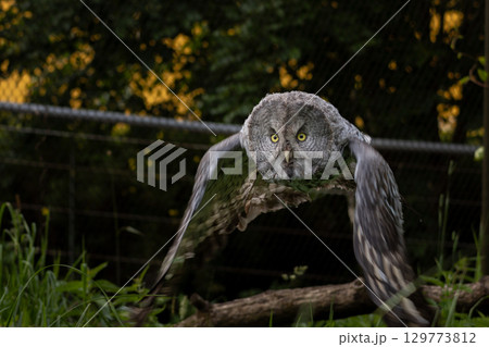 Owl flying. Great grey owl (Strix nebulosa) in level flight. Owl flying. Great grey owl (Strix nebulosa) in level flight. 129773812