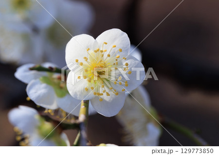 春を告げる花 ウメ 春を告げる花 ウメ 129773850