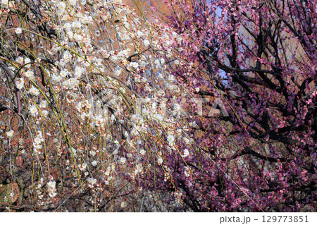 春を告げる花 ウメ 春を告げる花 ウメ 129773851