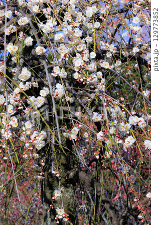 春を告げる花　ウメ 129773852